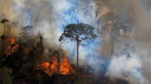 The Rainforest burns - Sacred Roots: A Star Kids Side Story